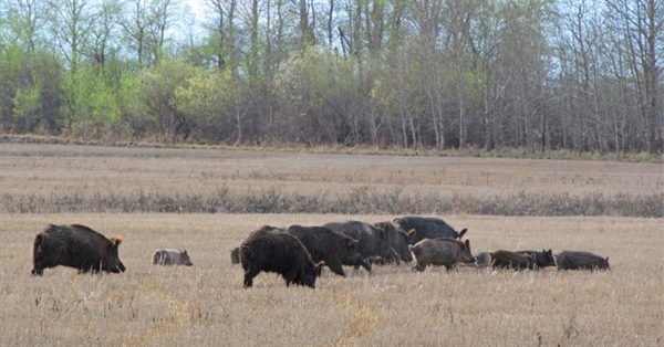 Montana, Washington team up to prevent wild pig population increase