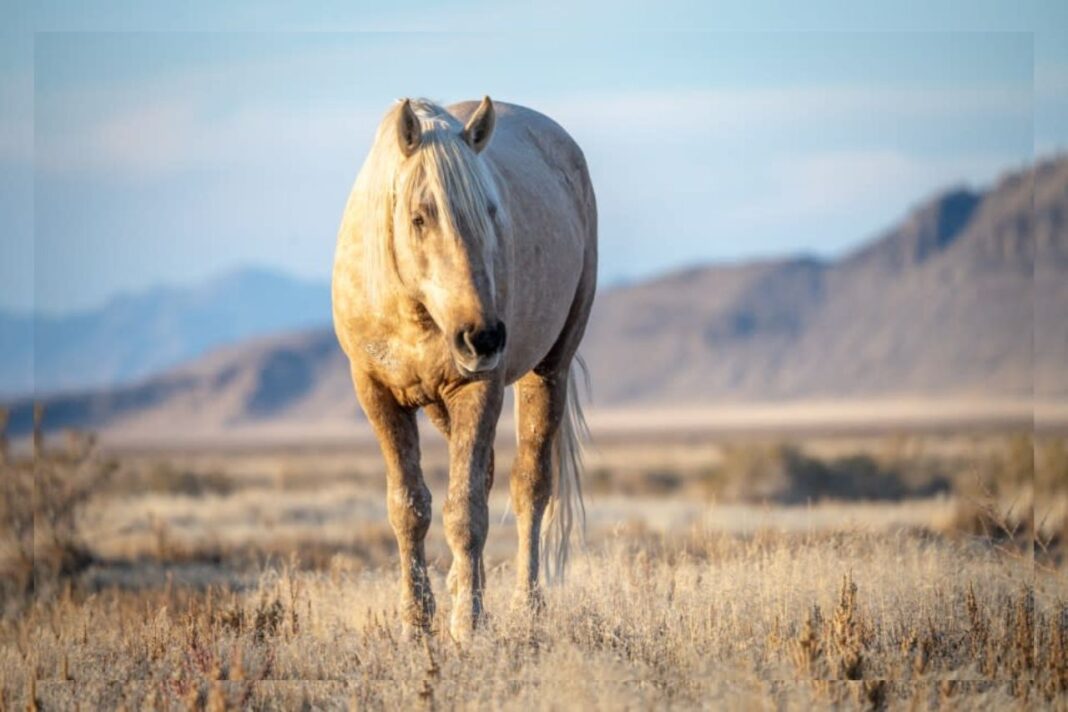 Shocking Discovery: Utah Offers $30K Reward After Wild Horse Found Shot Dead