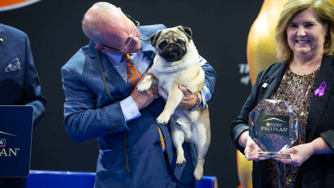 Vito is the first pug to win Best in Show at National Dog Show : NPR