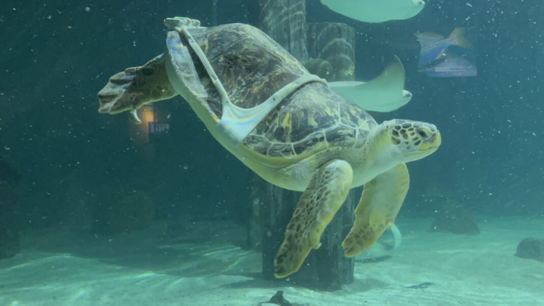 A sea turtle plagued by 'bubble butt’ condition is helped by a 3D printer : NPR