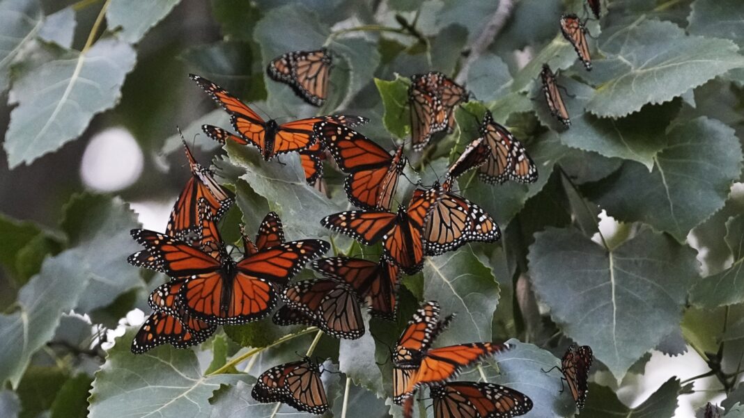 Monarch butterflies will be listed as a threatened species : NPR