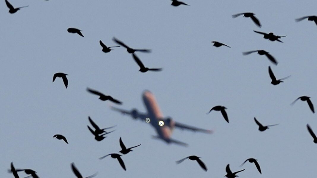 What are bird strikes and do you have to worry on your next flight? : NPR